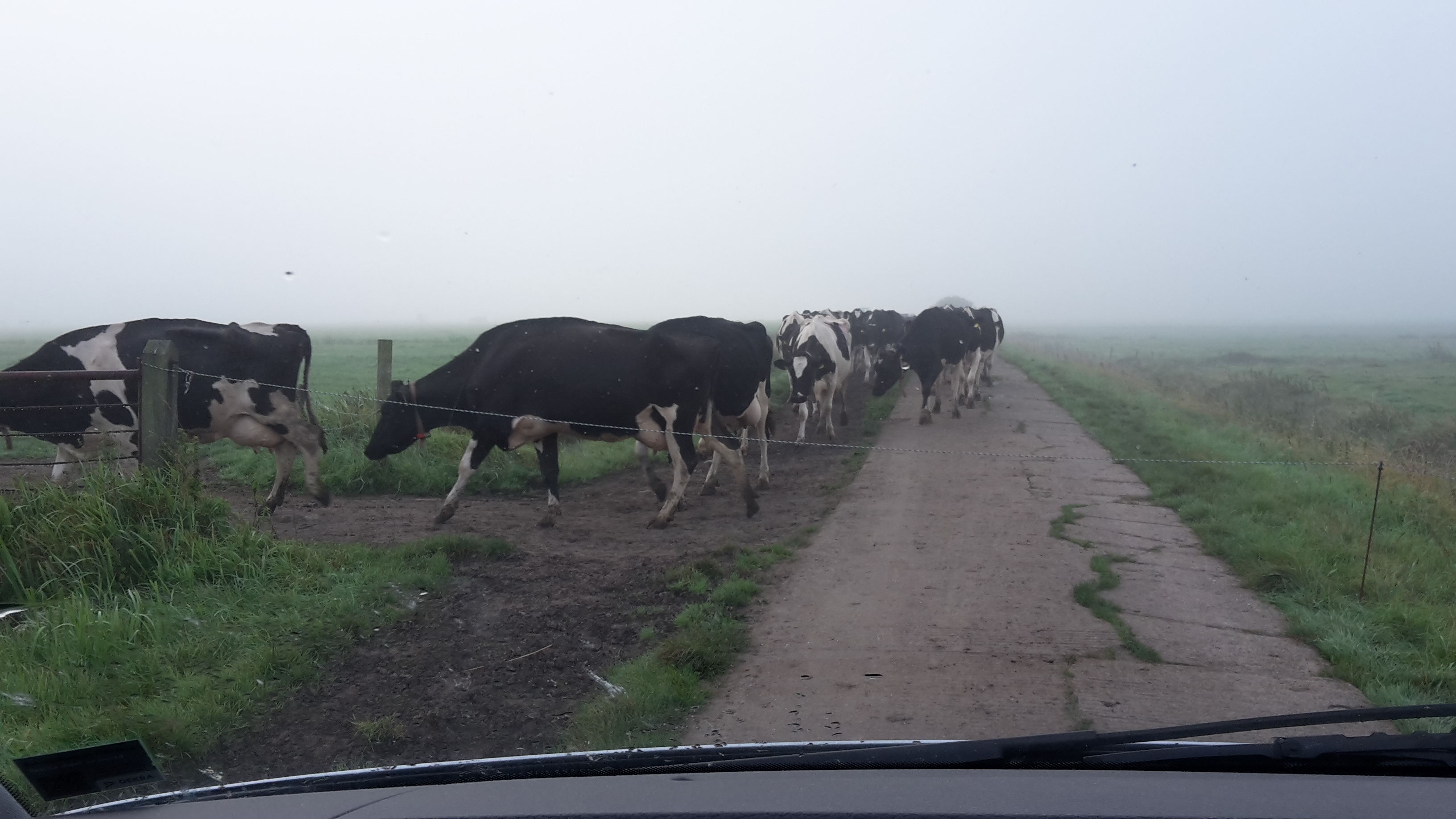 mb_nebelkuehe.jpg